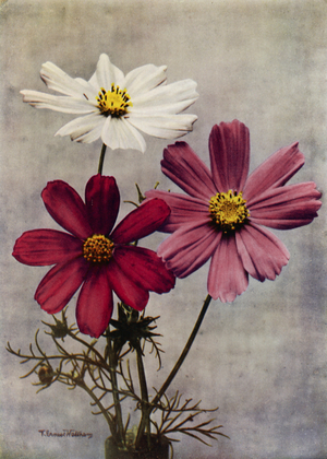Cosmos Bipinnatus (colour photo)