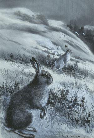 Lepus timidus, Arctic hare, from a collection of pencil sketches and watercolour drawings of British mammals, c.1890-1910 (watercolour on paper)
