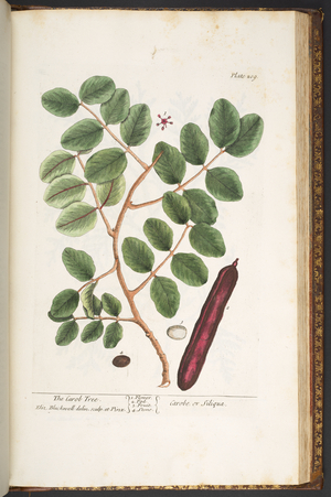 Plate 209, from 'A Curious Herbal', 1737 (coloured engraving)