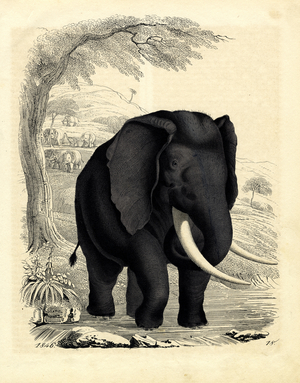 African Elephant (engraving)