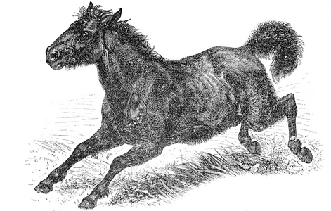 Tarpan ferus, also known as the Eurasian wild horses (Equus ferus)