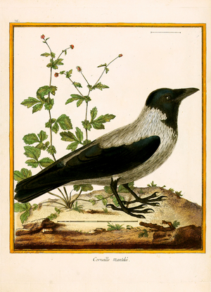 Hooded Crow (print)