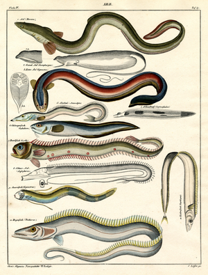Eels - Various Eel Species (print)
