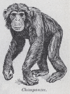 Chimpanzee (litho)