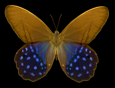 Pierella lena, the Lena pierella (photo)
