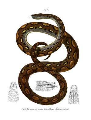 Rainbow Boa (colour litho)
