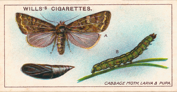 Garden Life: Cabbage Moth, Larva and Pupa (chromolitho)
