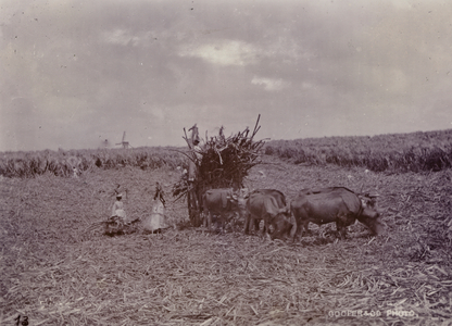 Sugar plantation, Barbados, 1880 (b/w photo)
