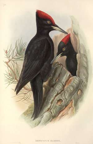 Dryocopus martius