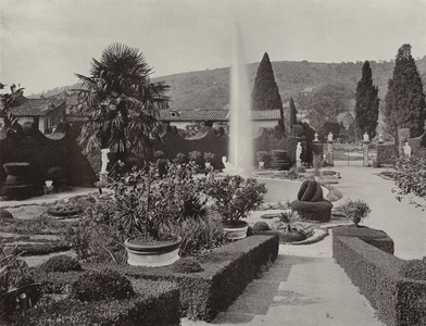 Villa Garzoni, Collodi, Box Hedging (b/w photo)