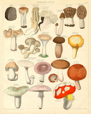 Edible fungi and their species (print)