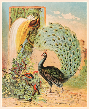 A peacock amongst other exotic birds in the aviary of the Barnum & Bailey Circus from P.T. Barnum's Menagerie published in 1888, illustration by Sarah J. Burke.