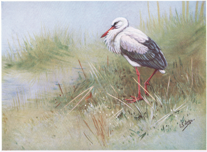 White Stork (litho)
