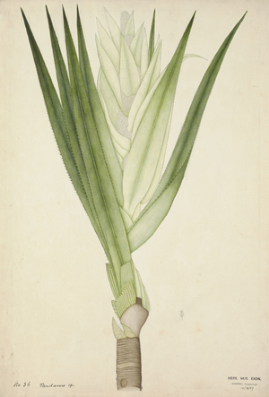 Pandanus Sp, 1800-10 (w/c on paper)