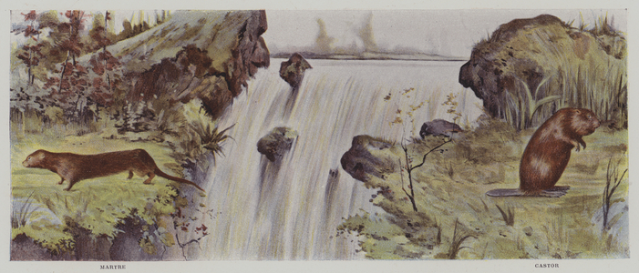 Mink and beaver (colour litho)