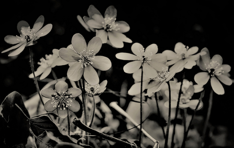 Choir, 2019 (photography)