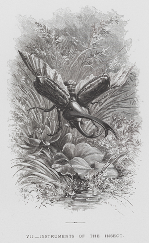 The Insect: Instruments of the Insect (engraving)
