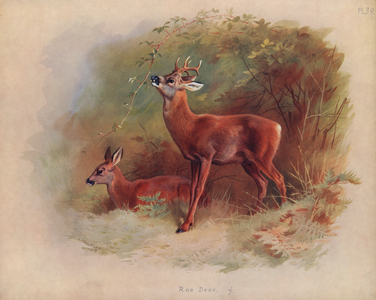 Roe Deer (colour litho)