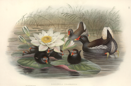 Gallinula chloropus