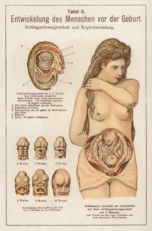 Development of a human baby in the womb during pregnancy: twin pregnancy and development of the head of the foetus (colour litho)