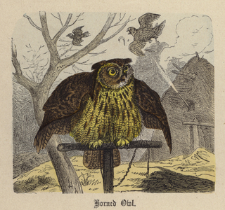 Horned Owl (coloured engraving)