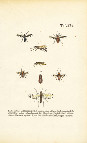 Predatory and parasitic fly species, 1850 (lithography)