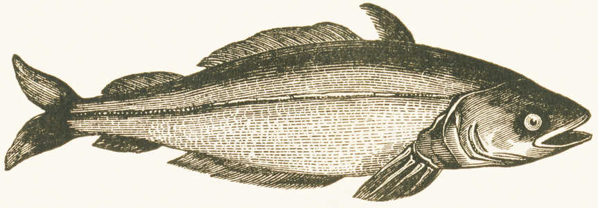 Common whiting, 1892 (engraving)