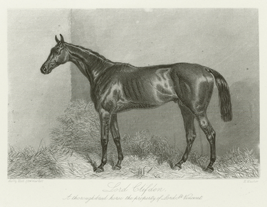 Lord Clifden, foaled 1860 (b/w photo)