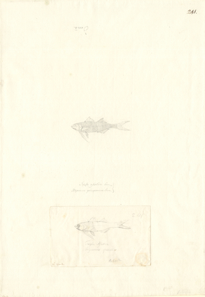 Pentanemus quinquarius