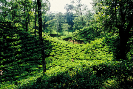 Tea is a major industry in Bangladesh and grows in the low hills of Chittagong and Sylhet. The tea plantation workers in Sylhet are mostly ethnic Santals. Plucking is a specialized skill. Two leaves and a bud need to be plucked in order to get the best taste and profitability. The Surma Tea estate with over 8000 acres is one of the largest tea gardens. Sylhet, Bangladesh.  (photo)