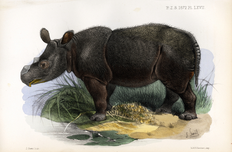 Javan Rhinoceros (print)