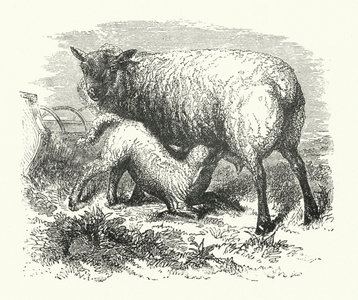 Lamb suckling (engraving)