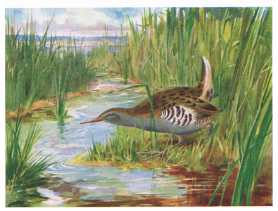Water Rail, illustration from 'British Birds' by Kirkman & Jourdain, 1966 (colour litho)