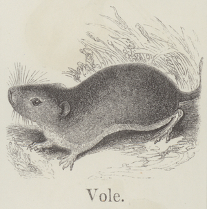 Vole (engraving)