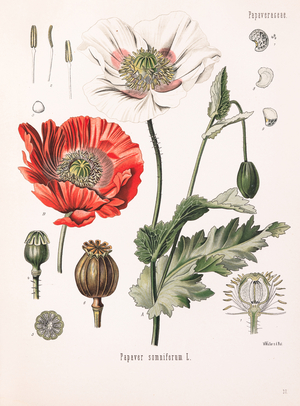 Opium poppy, 1887-1898 (Plate)