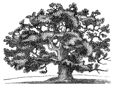 Oak