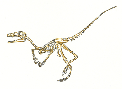 Microraptor skeleton (colour litho)
