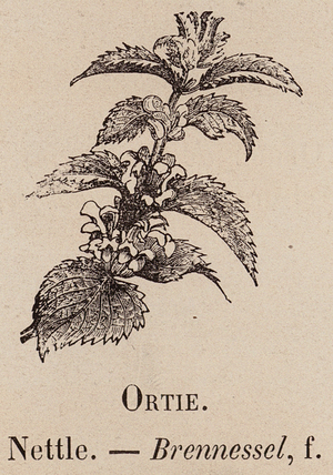 Le Vocabulaire Illustre: Ortie; Nettle; Brennessel (engraving)
