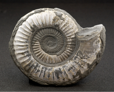Schlotheimia, Ammonite from the Lower Jurassic Period (photo)