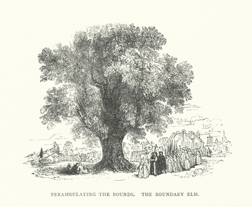Perambulating the Bounds, The Boundary Elm (engraving)