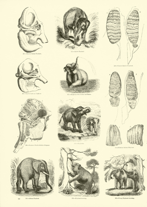 Page from The Pictorial Museum of Animated Nature (engraving)