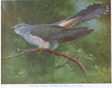 Cuckoo, illustration from 'British Birds' by Kirkman & Jourdain, 1966 (colour litho)