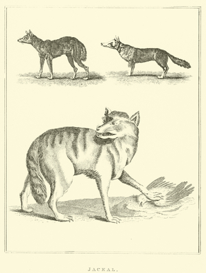 Jackal (engraving)