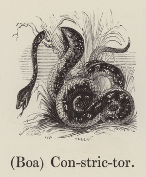 (Boa) Constrictor (engraving)