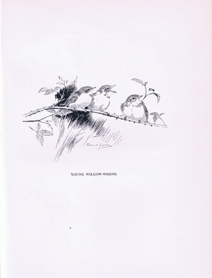 Young Willow Wrens (litho)