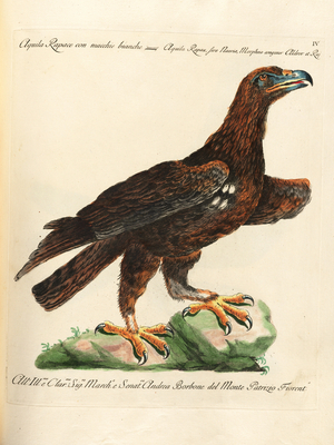 Rapacious Eagle with White Markings (print)
