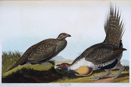 Two birds. Colour Illustration by Audubon; Cock of the Plains.
