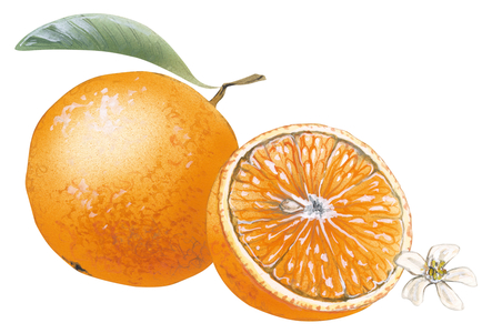 Tangerine