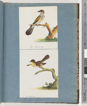 Page 111. Unidentified Bird. 112. Unidentified Bird. (w/c on paper)