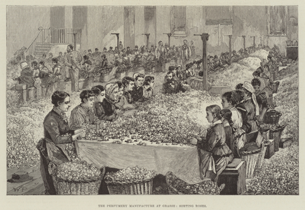 The Perfumery Manufacture at Grasse, sorting Roses (engraving)